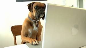 boxer-and-laptop