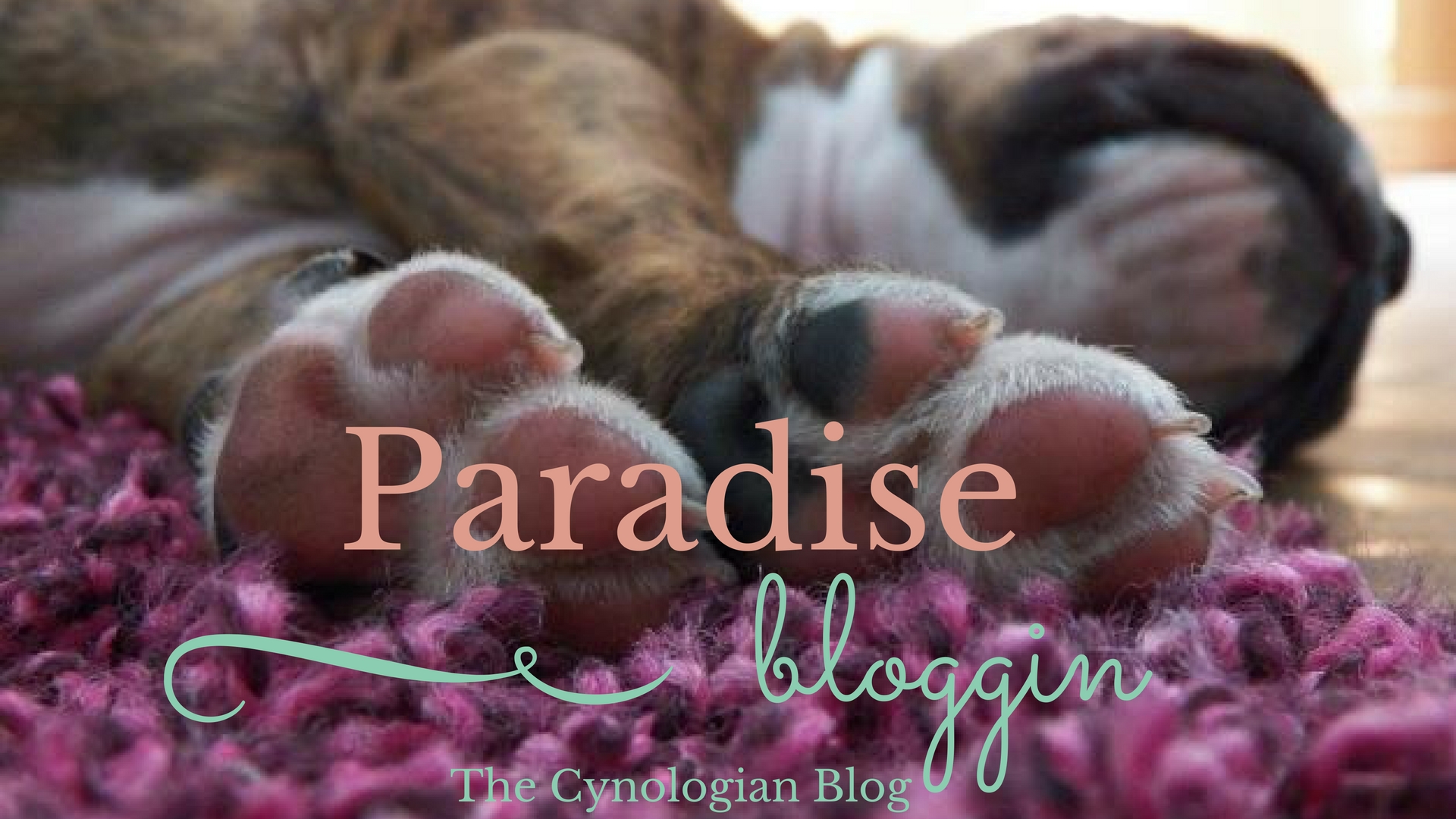 Paradise bloggin