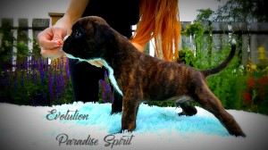 EVOLUTION Paradise Spirit - AVAILABLE