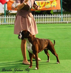 Boxer Club of Poland Show excellent - 1 in Young Class; judge: Fabrizio Censi (I)     